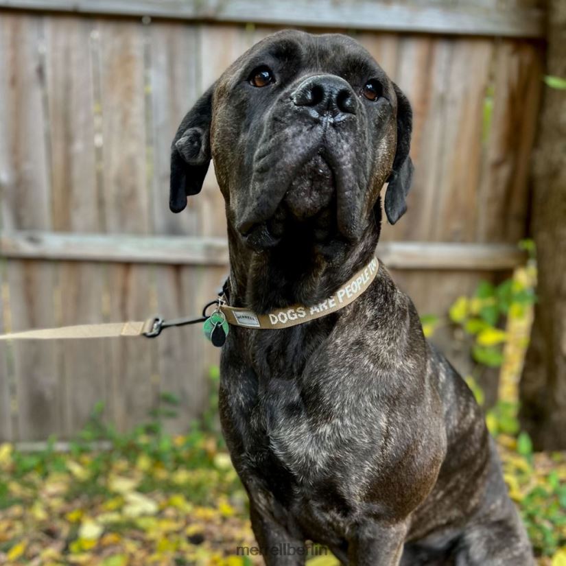 unisex Merrell Sepia-Tönung Hundehalsband Zubehör PTTR4P271